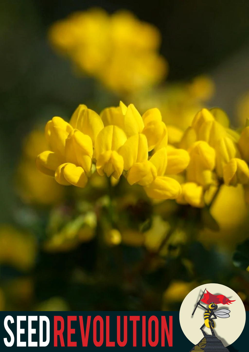 Birdsfoot Trefoil Native Wildflower Seeds