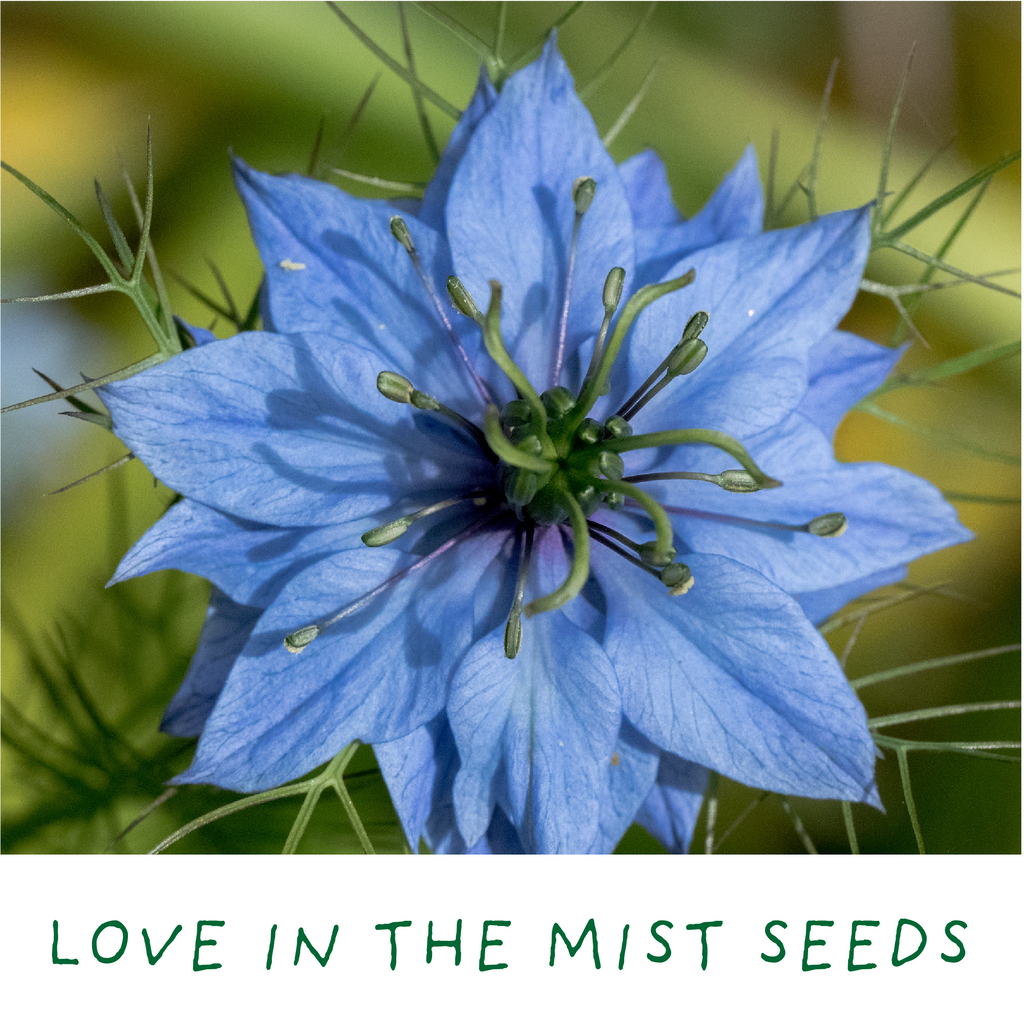 Romantic Garden. Eco Mini Plant Grow Kit