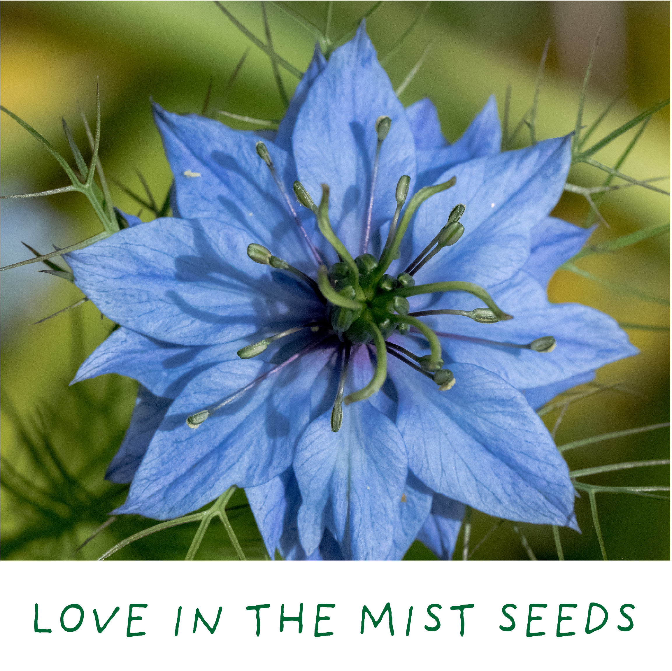 Romantic Garden. Eco Mini Plant Grow Kit