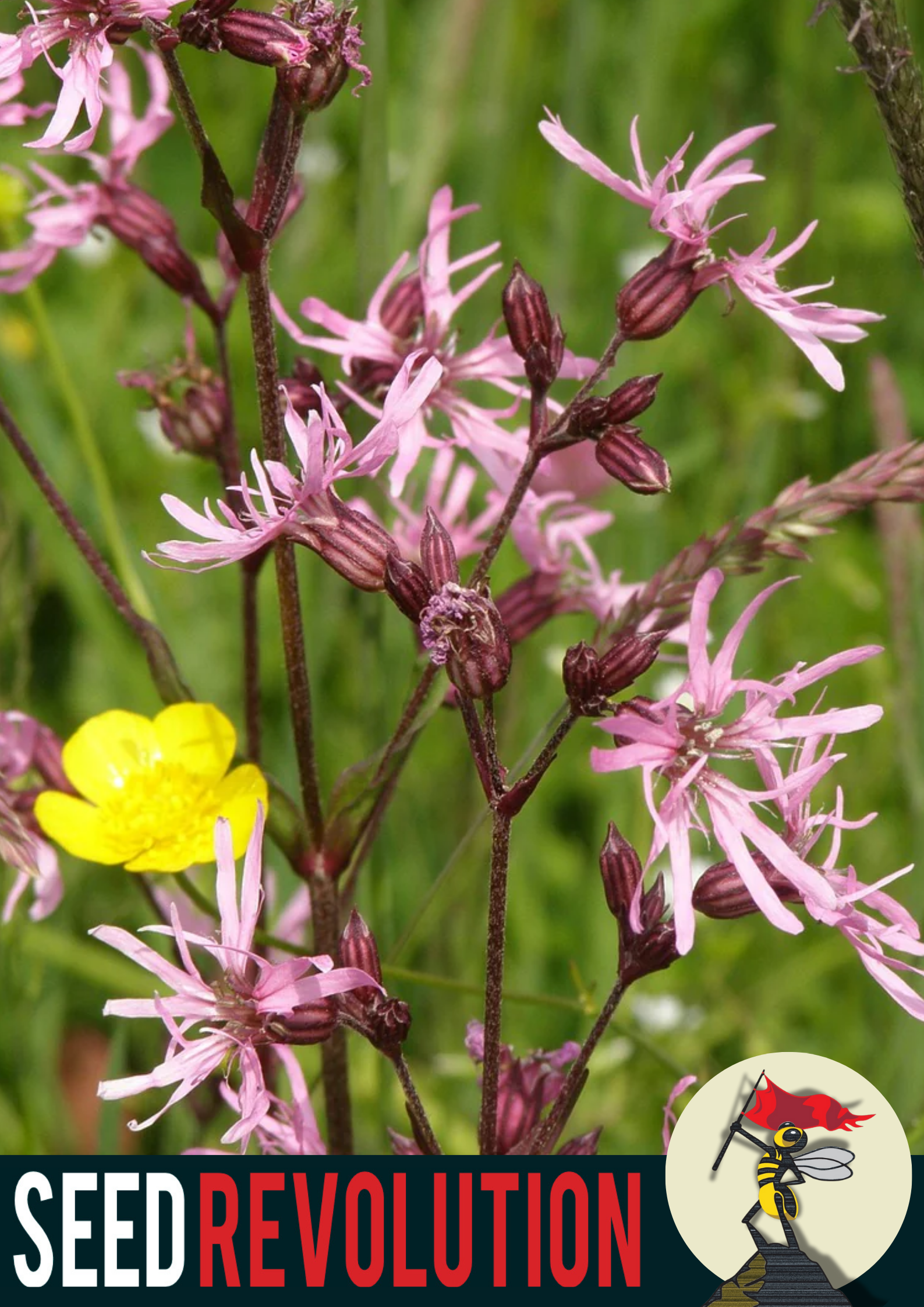 Ragged Robin Rare Wildflower Seed
