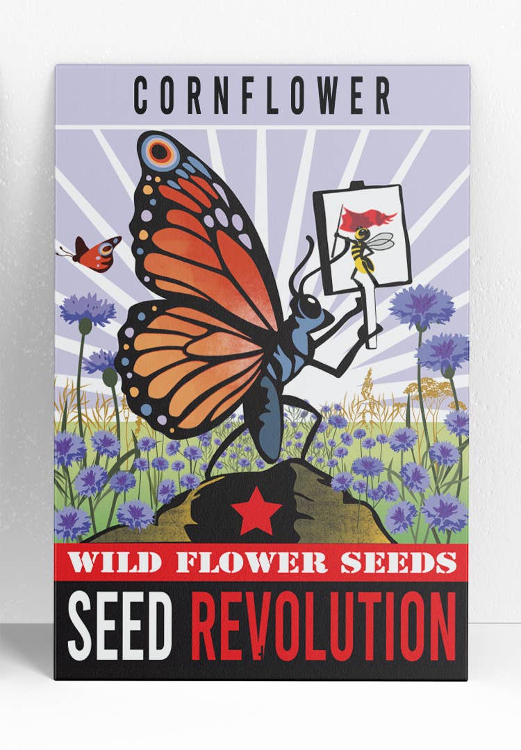 Cornflower Wildflower Seeds