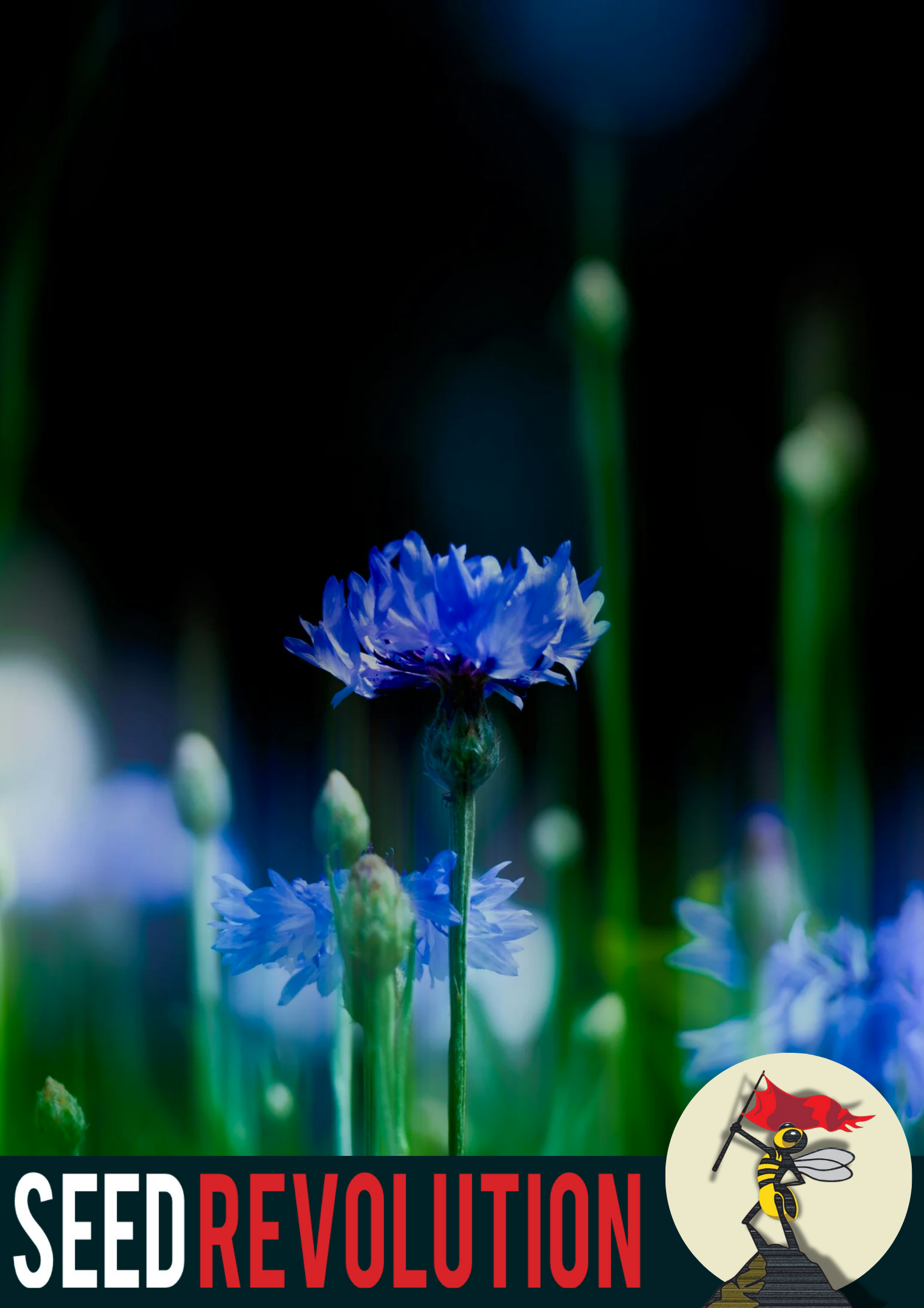 Cornflower Wildflower Seeds