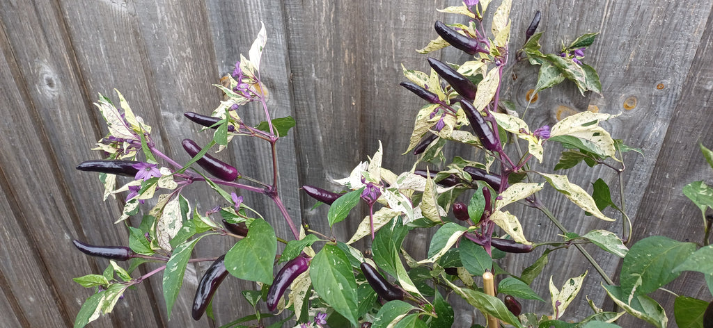 Billy Biker Variegated Jalapeño Chilli Pepper Seeds