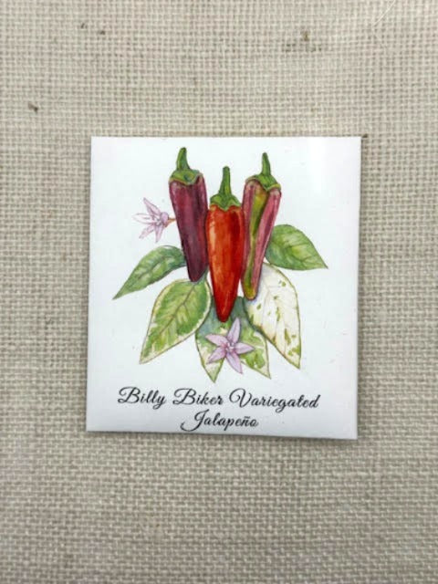 Billy Biker Variegated Jalapeño Chilli Pepper Seeds