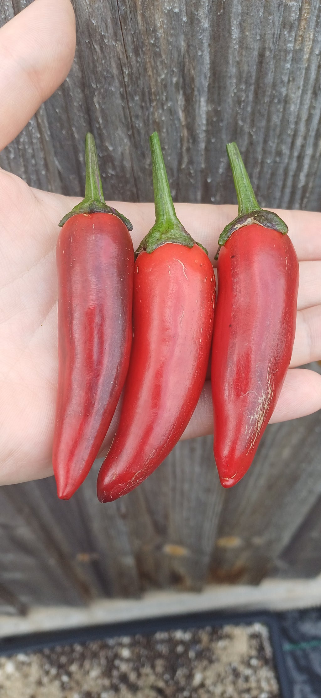 Billy Biker Variegated Jalapeño Chilli Pepper Seeds