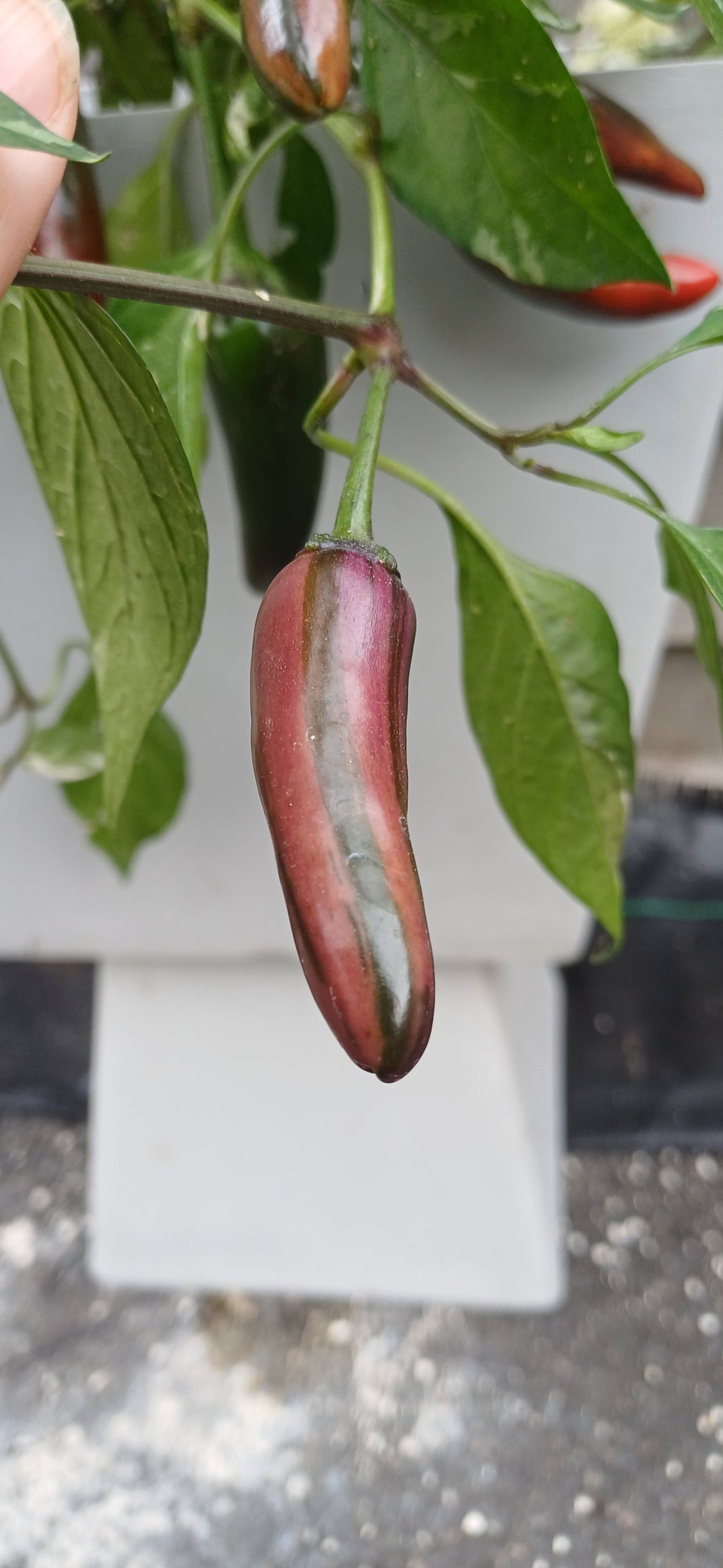 Billy Biker Variegated Jalapeño Chilli Pepper Seeds