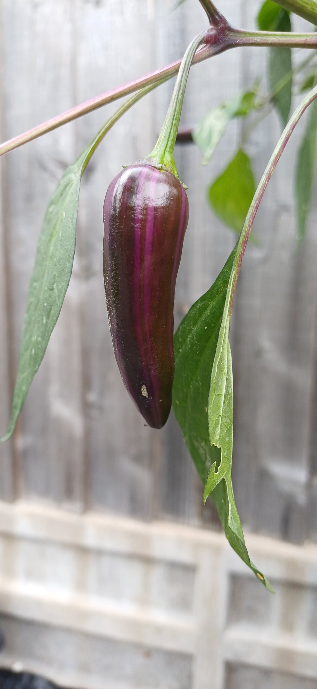 Billy Biker Variegated Jalapeño Chilli Pepper Seeds