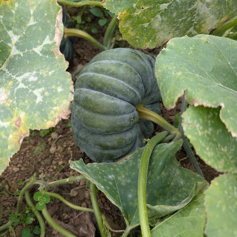 Blue green coloured squash vegetable growing on a vine