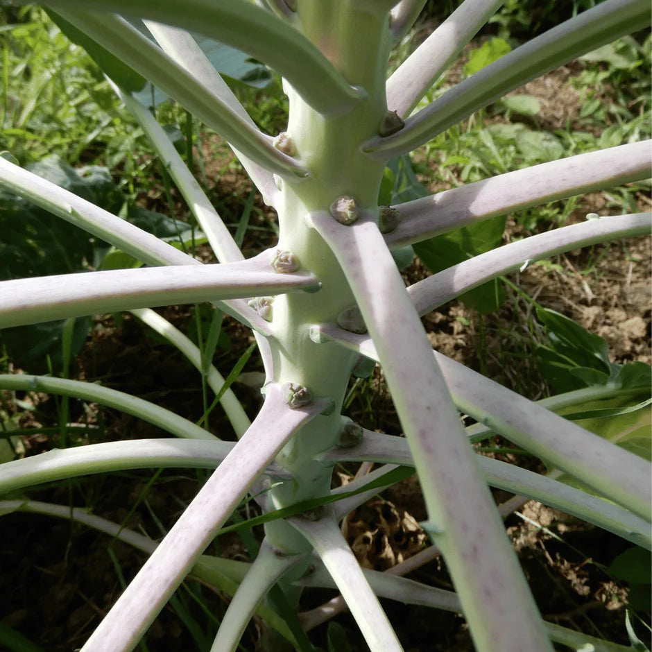 Close-up of a brussel sprout plant with green leaves and white stems.