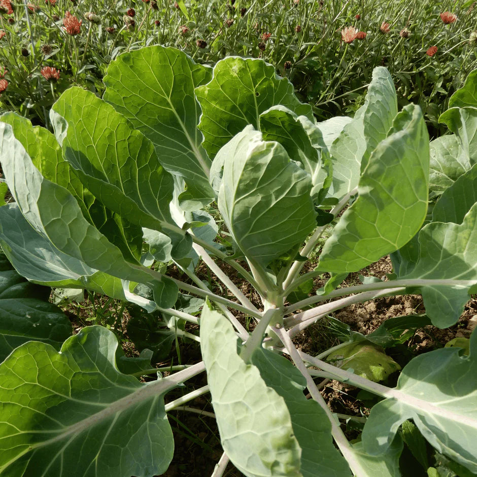 Green leafy vegetable plant growing in a garden