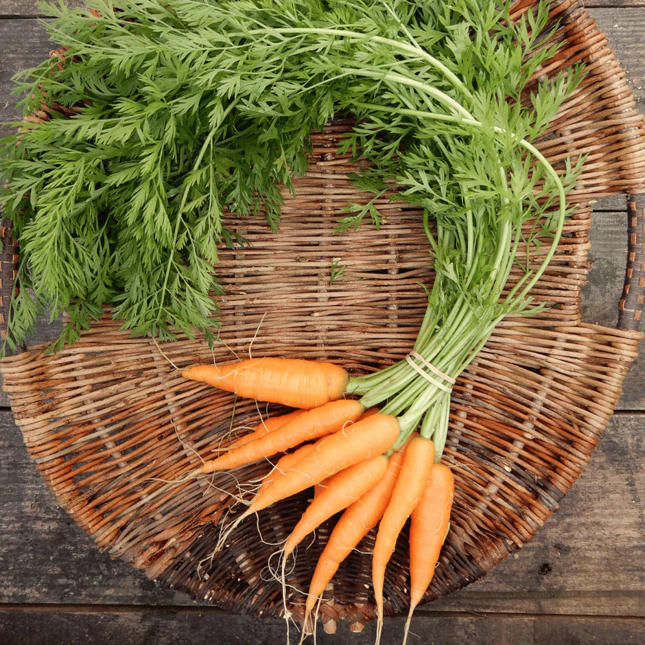 Bunch of carrots with green tops on a wicker basket against a wooden background