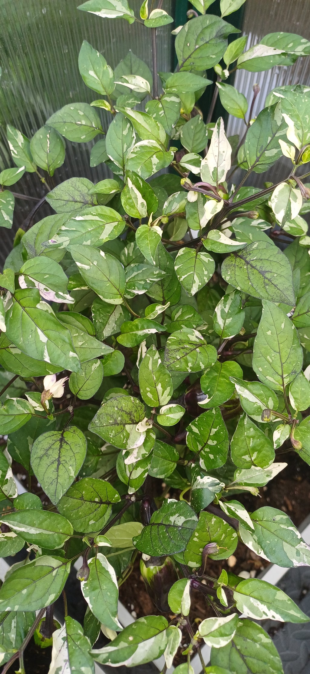 Cuban Candy Fish Chilli Pepper Seeds