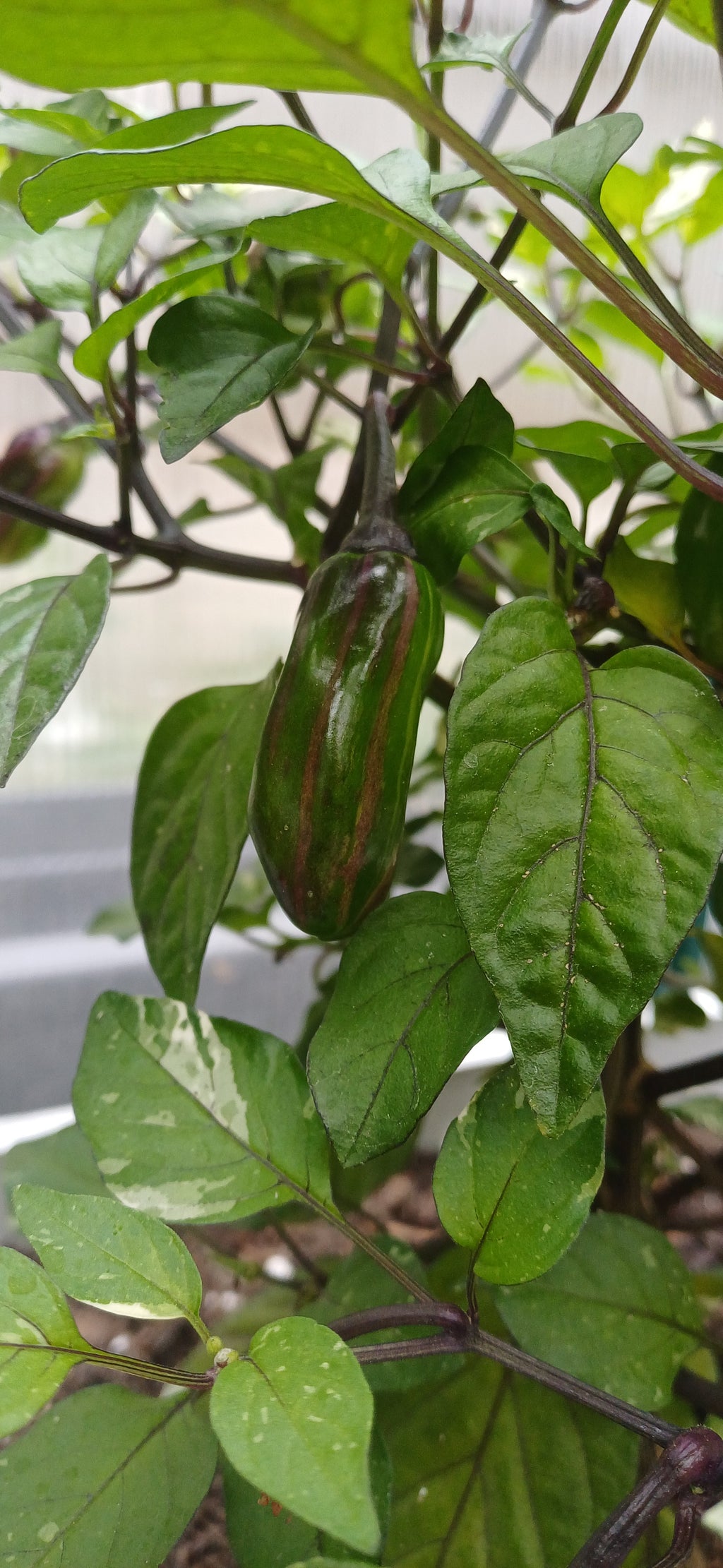 Cuban Candy Fish Chilli Pepper Seeds