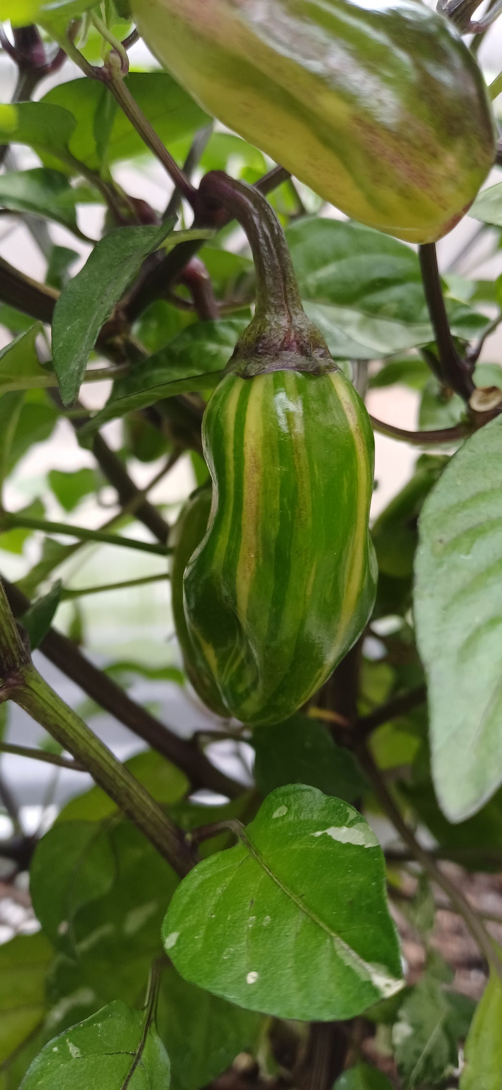Cuban Candy Fish Chilli Pepper Seeds