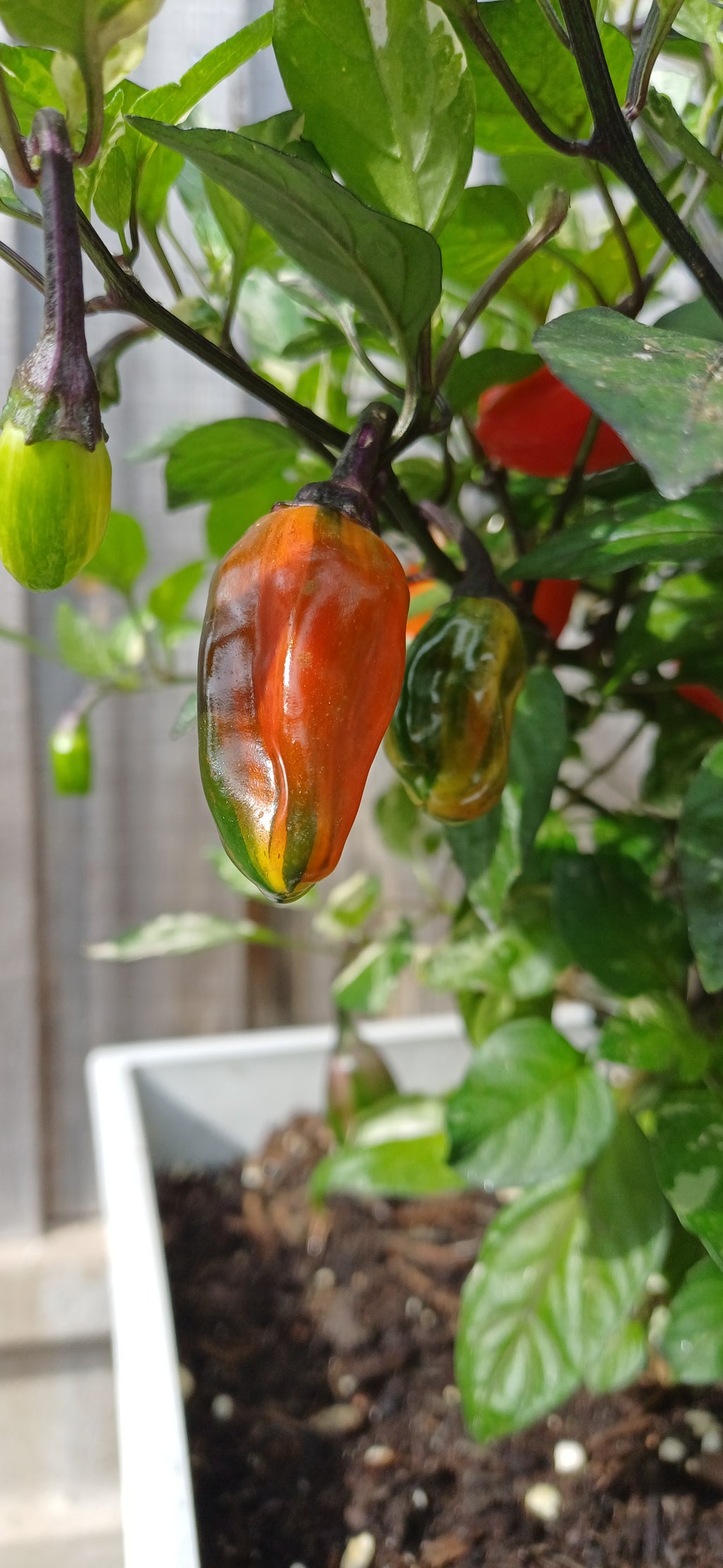Cuban Candy Fish Chilli Pepper Seeds