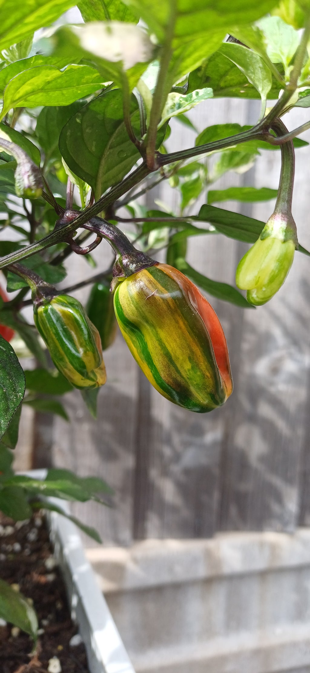 Cuban Candy Fish Chilli Pepper Seeds