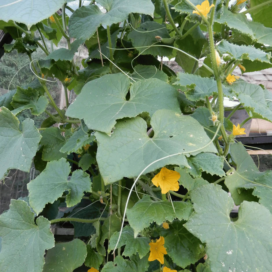 Cucumber plant with green leaves and yellow flowers in a garden setting