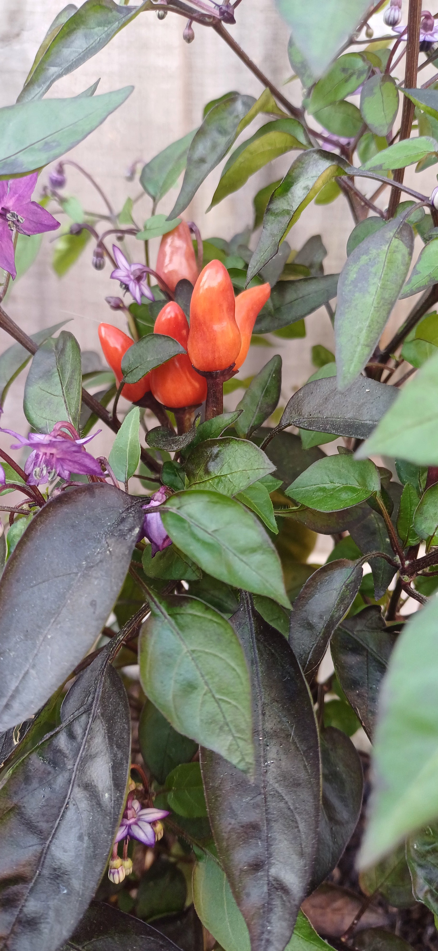 Explosive Ember Chilli Pepper Seeds