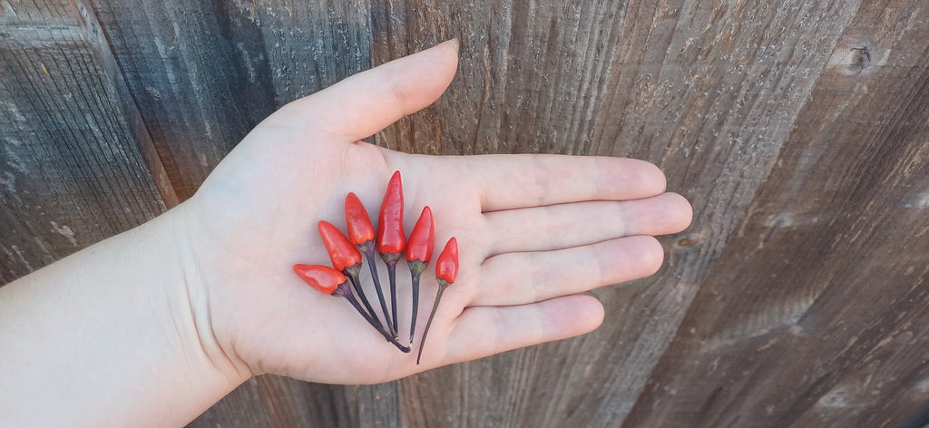 Explosive Ember Chilli Pepper Seeds