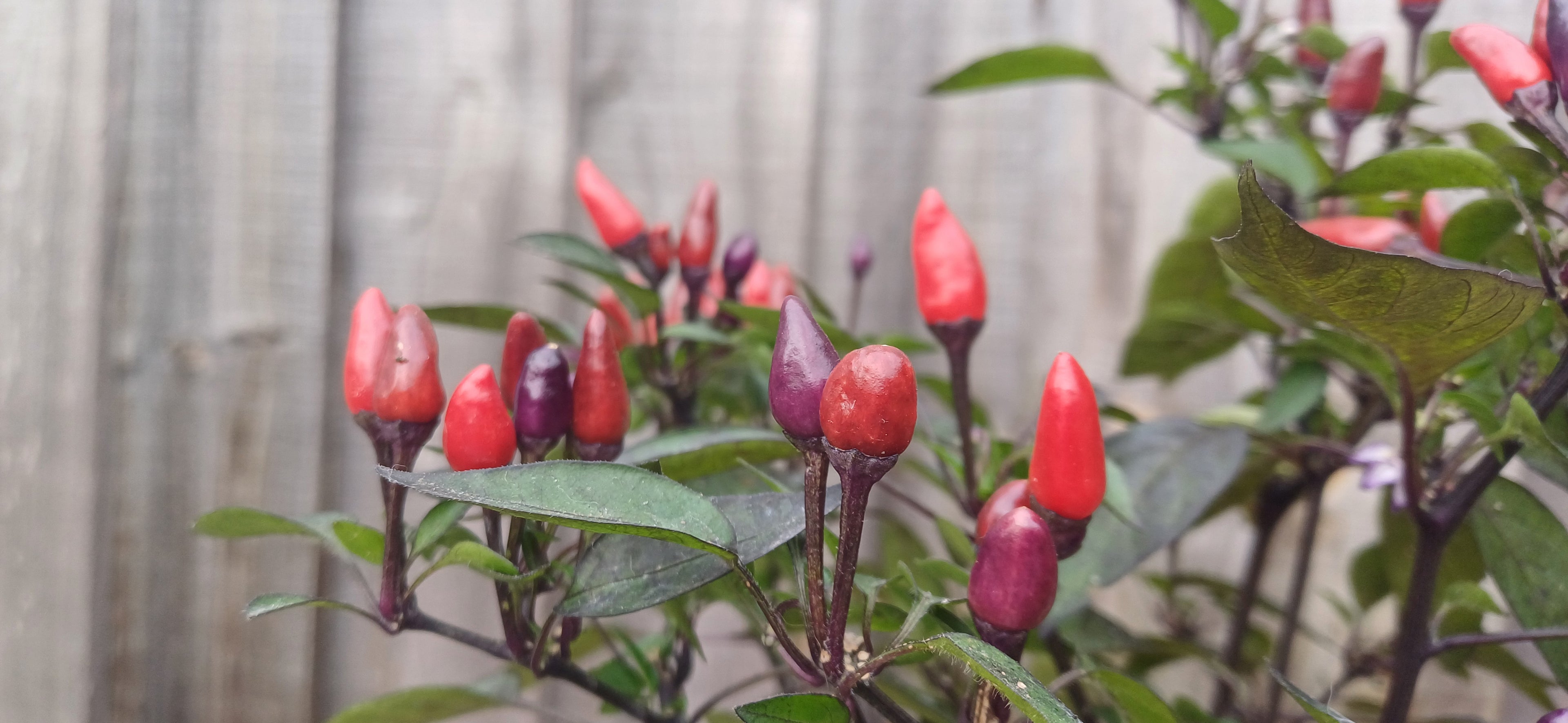 Explosive Ember Chilli Pepper Seeds