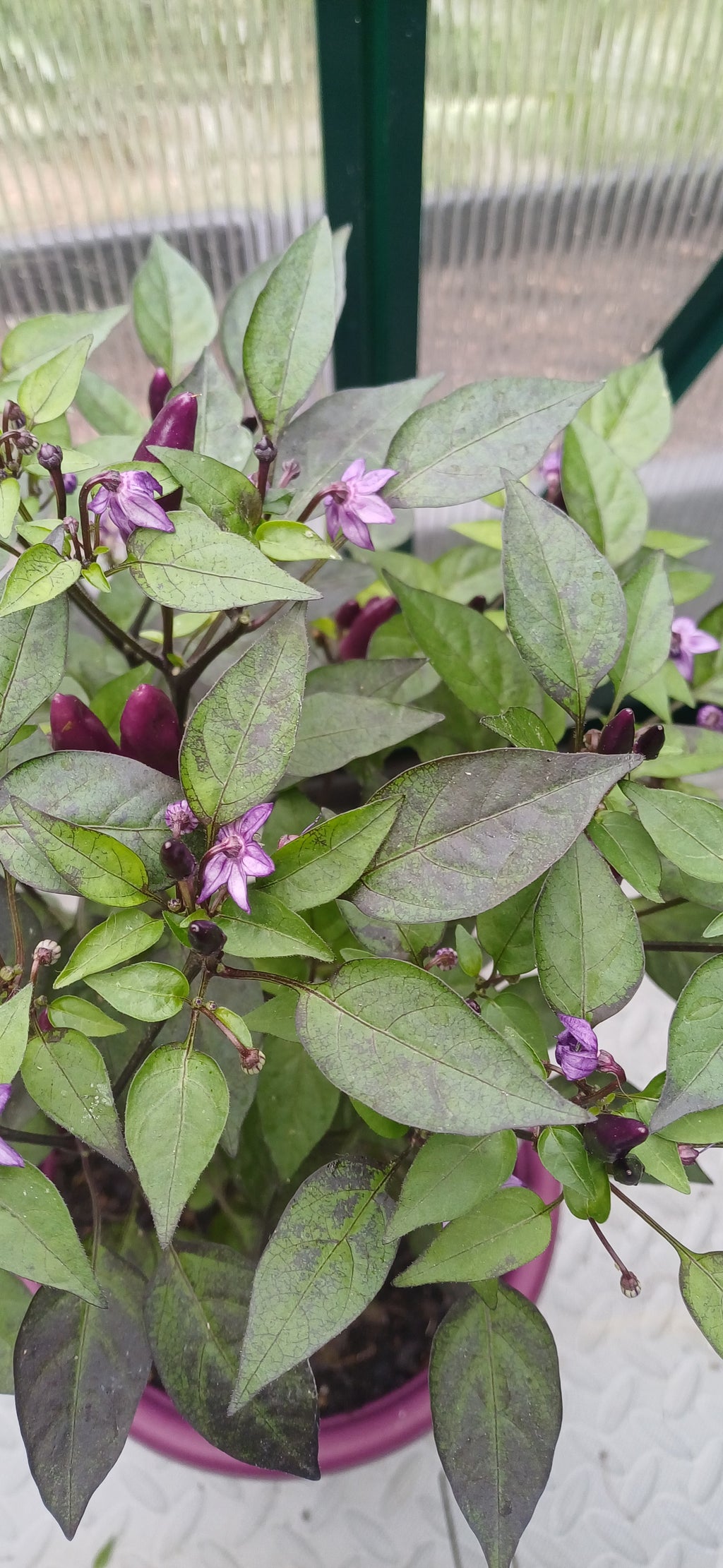 Explosive Ember Chilli Pepper Seeds