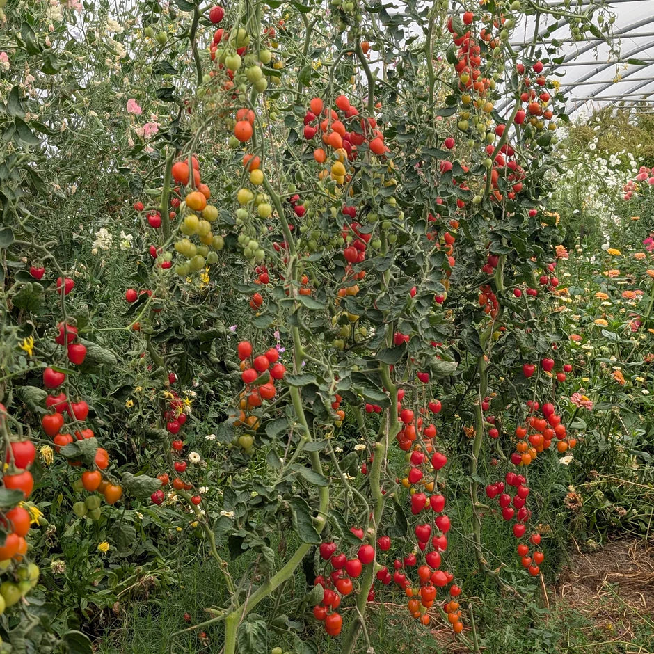 Tomato plants with ripe and unripe tomatoes in a greenhouse setting