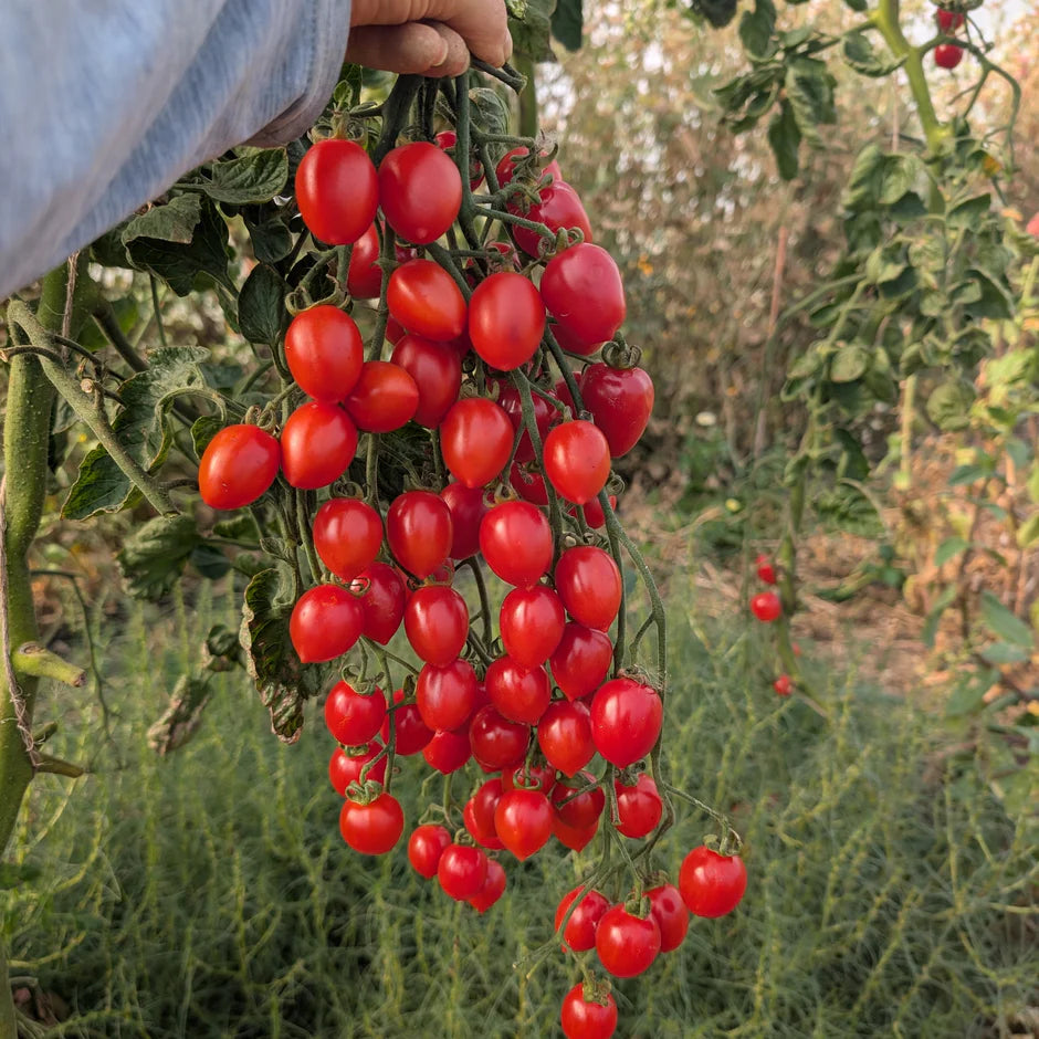 Hand holding a bunch of red tomatoes on a vine in a garden setting
