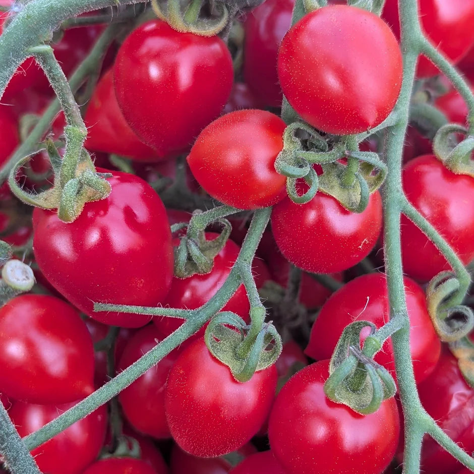 Close-up of red tomatoes on a vine