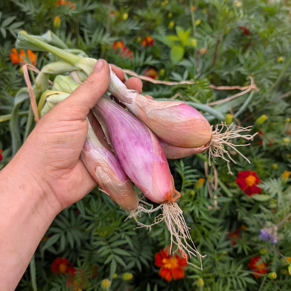 Hand holding a bundle of pink shallots with a garden background
