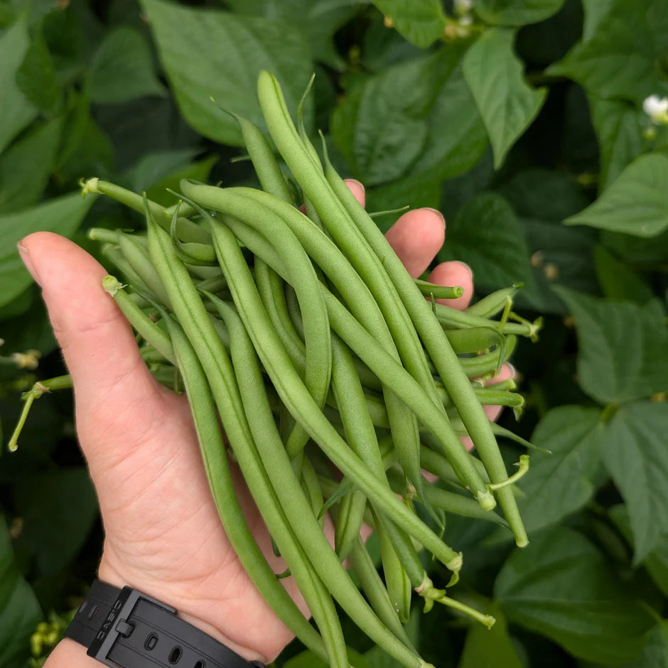 Hand holding a bundle of green beans with a blurred green leafy background
