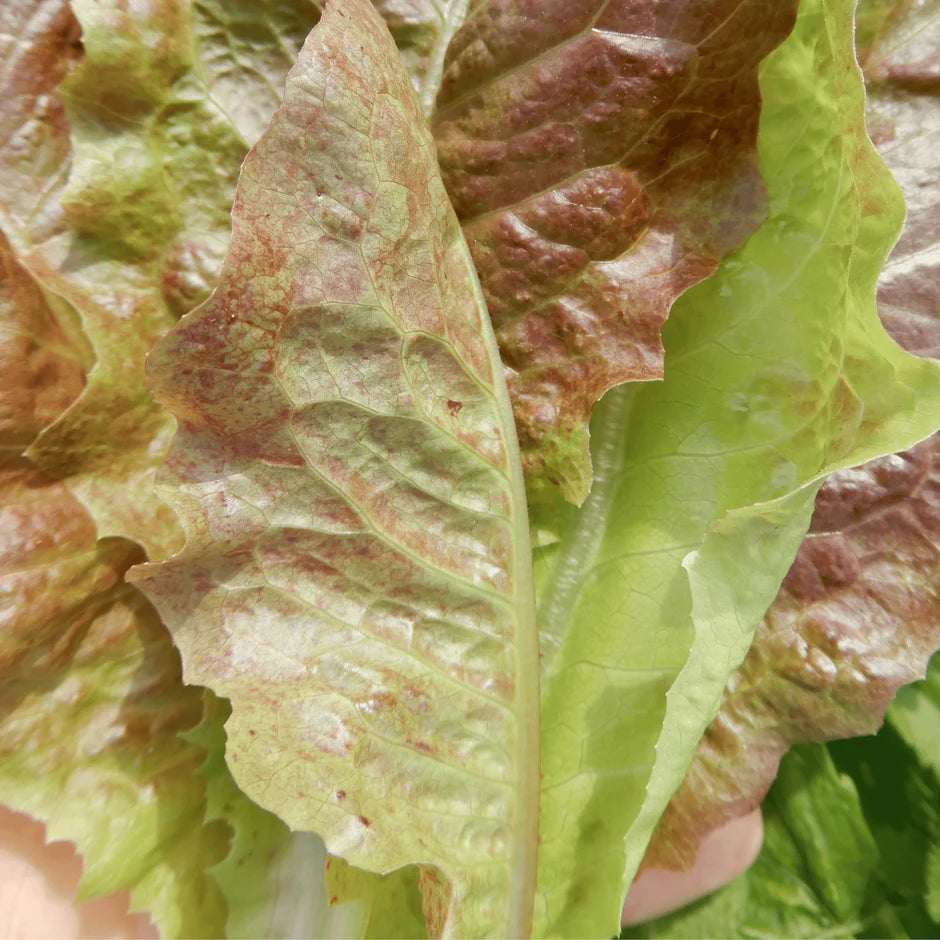 Close-up of green and red leaf lettuce