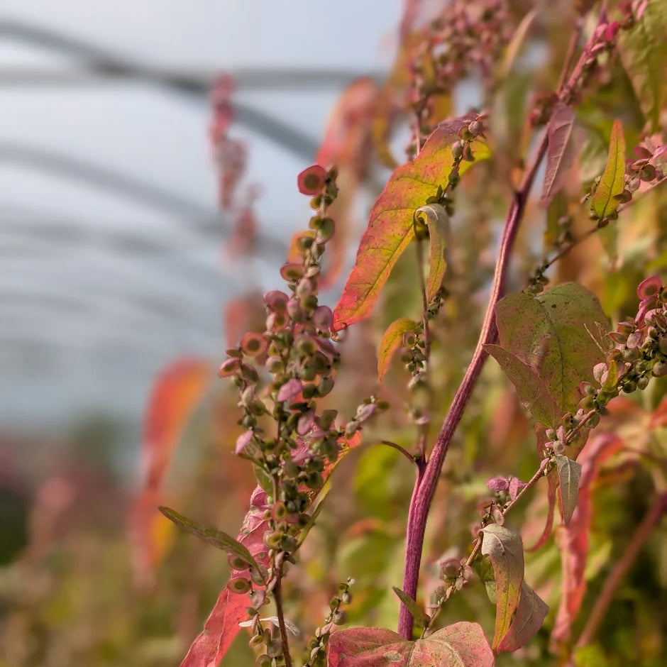 Bright pink and green plant with round pink seed heads that look like flowers