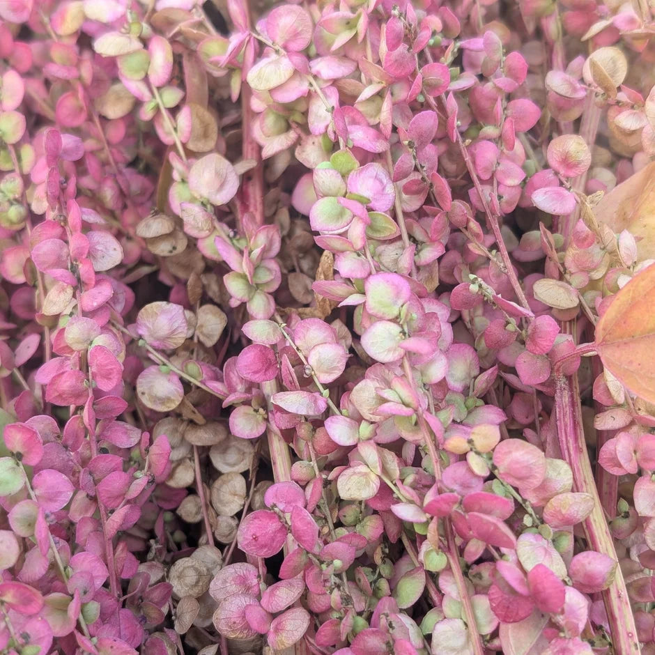 Close up of bright pink and green plant with round pink seed heads that look like flowers