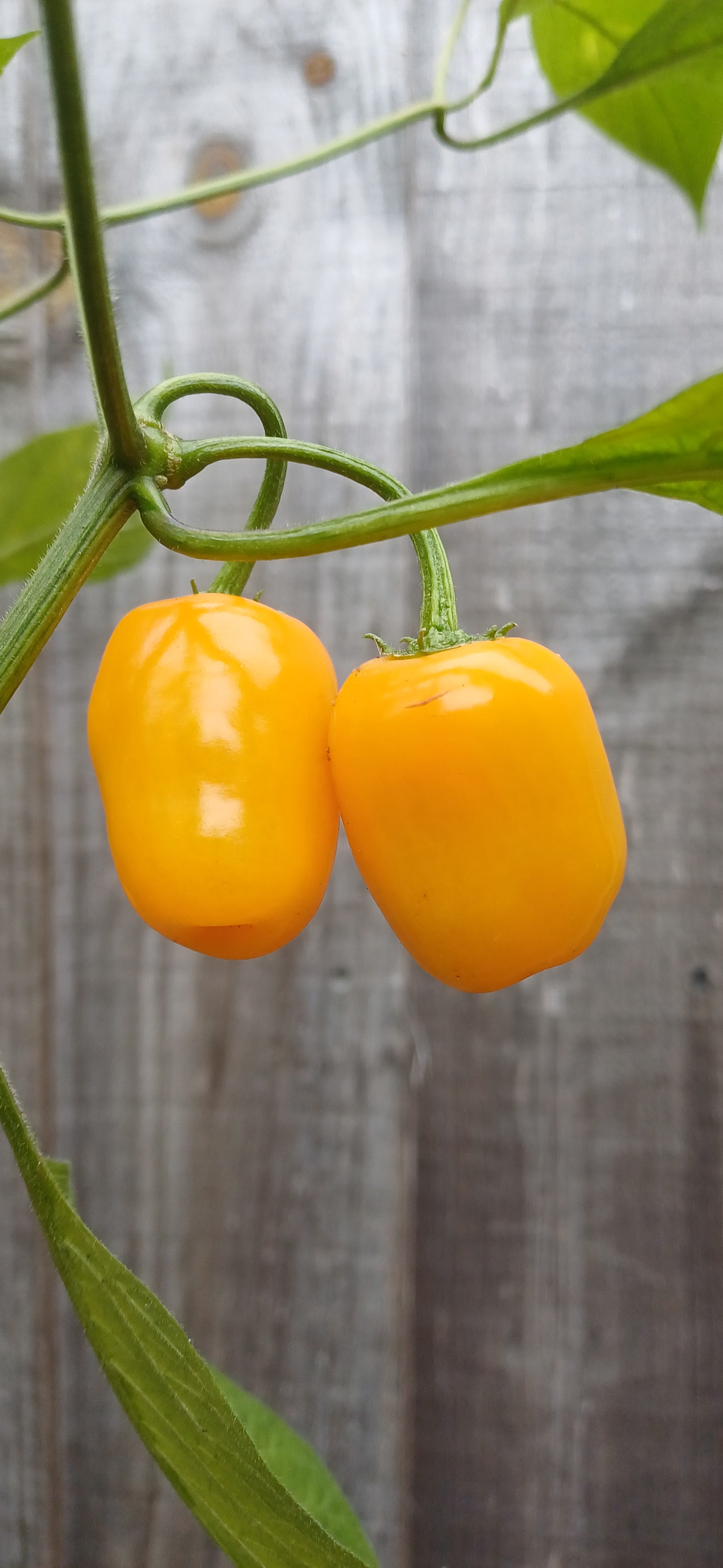 Rocoto Mini Yellow Chilli Pepper Seeds