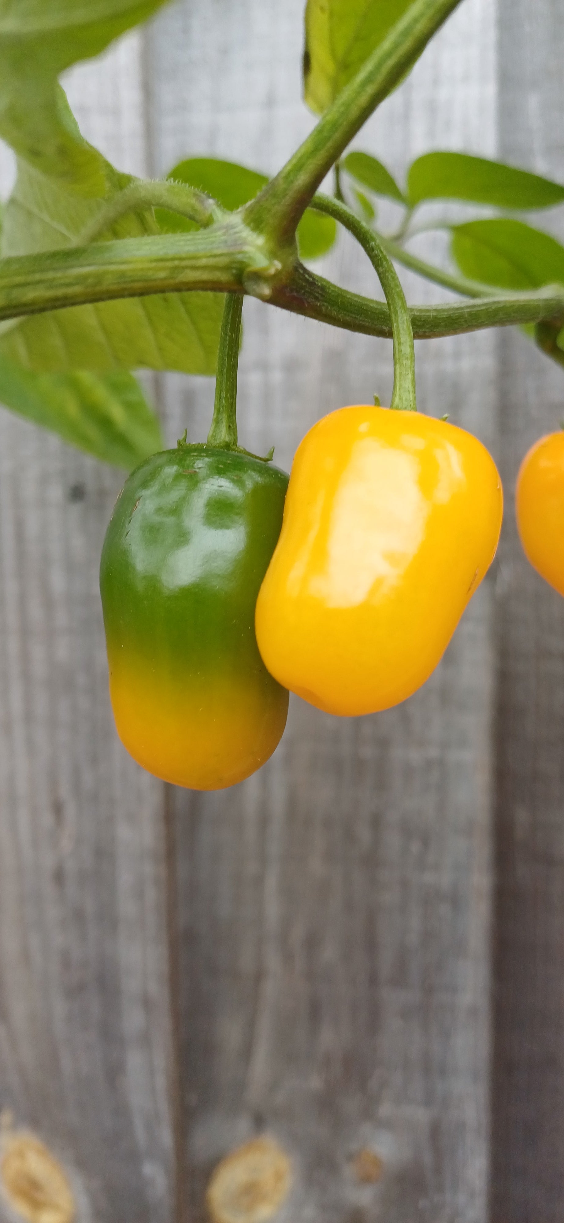 Rocoto Mini Yellow Chilli Pepper Seeds