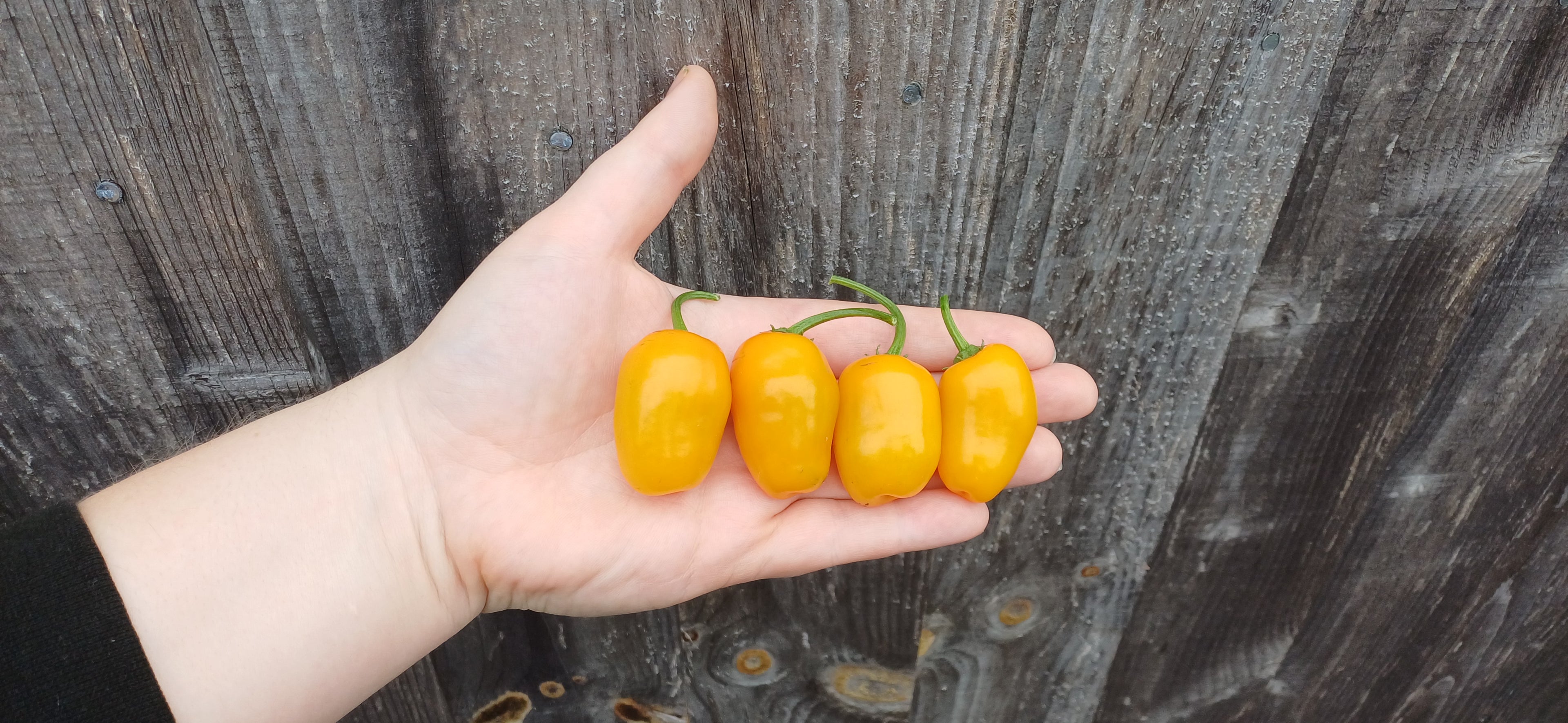 Rocoto Mini Yellow Chilli Pepper Seeds