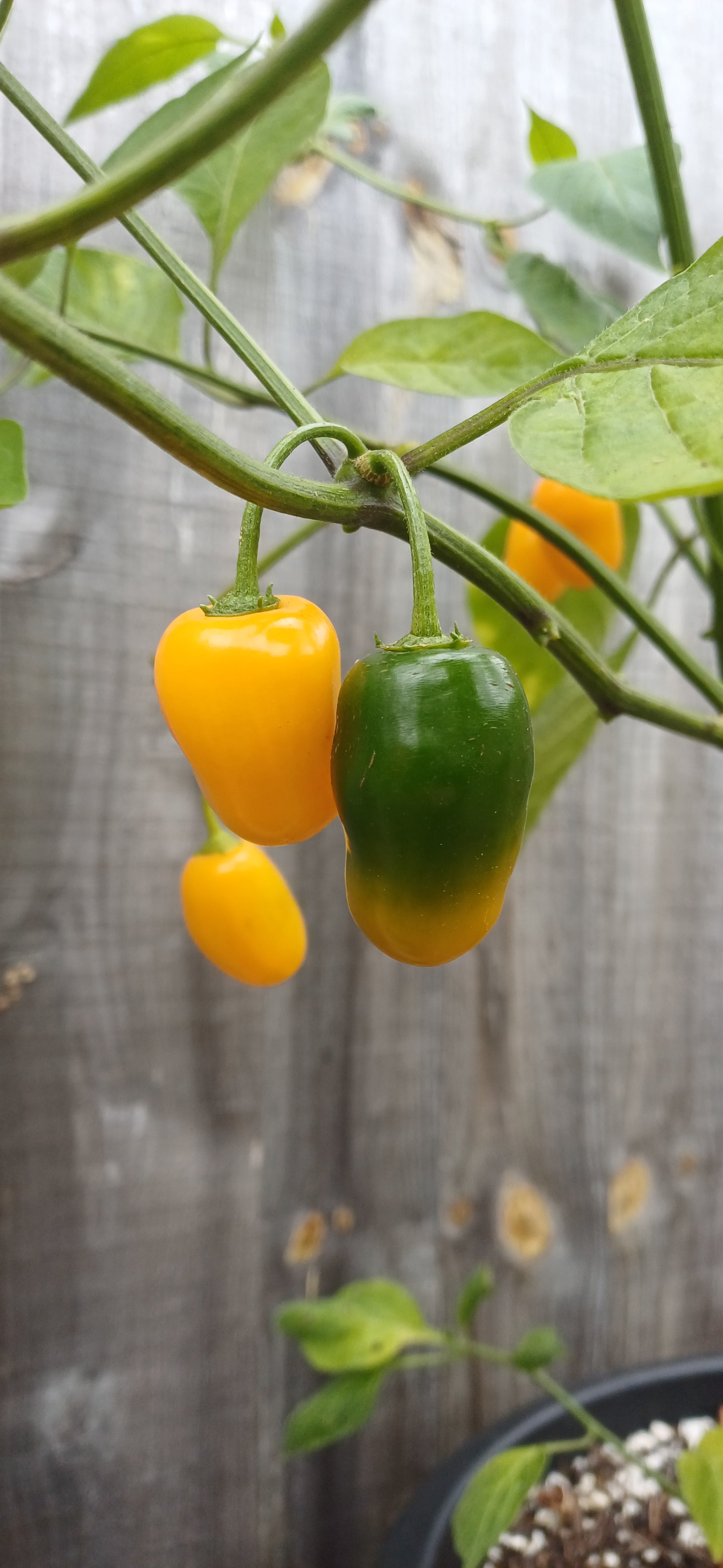 Rocoto Mini Yellow Chilli Pepper Seeds