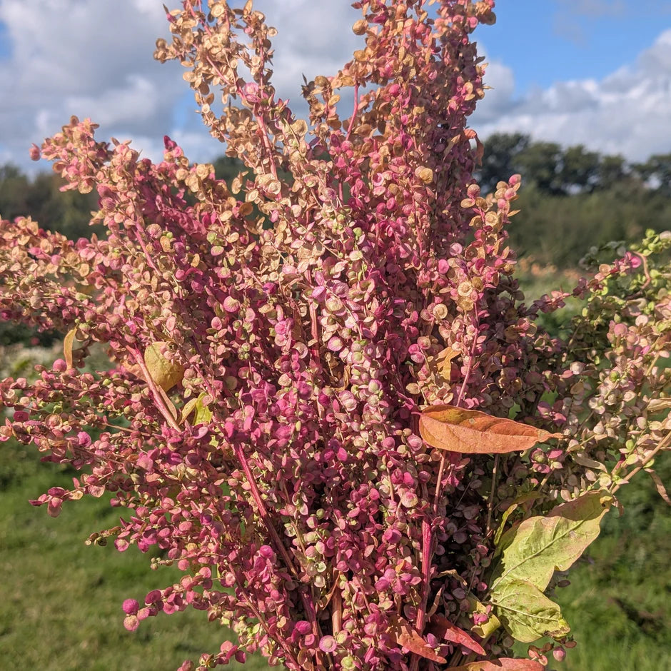 Bright pink and green plant with round pink seed heads that look like flowers