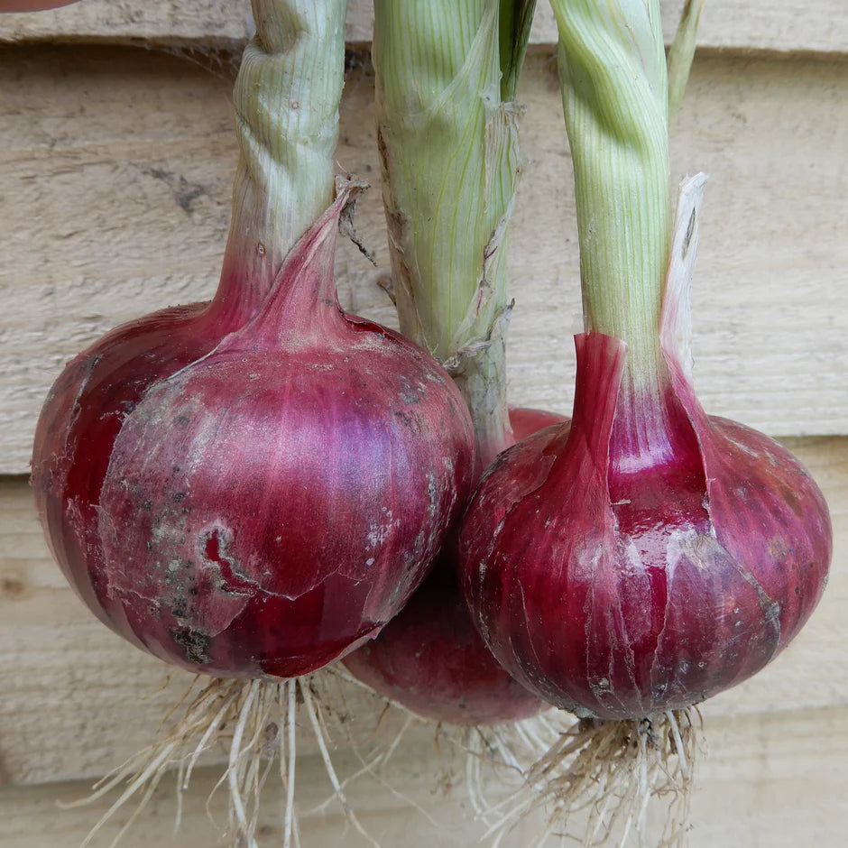 Three red onions with green stems on a wooden surface