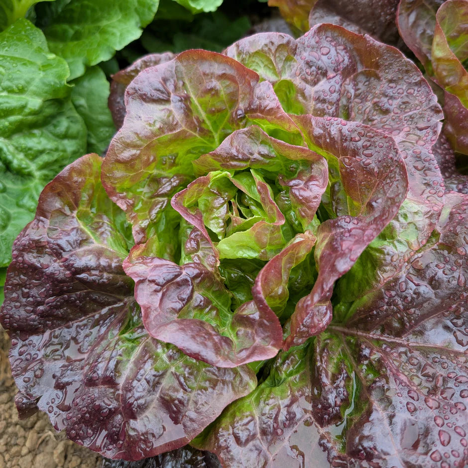 Close-up of red and green lettuce leaves
