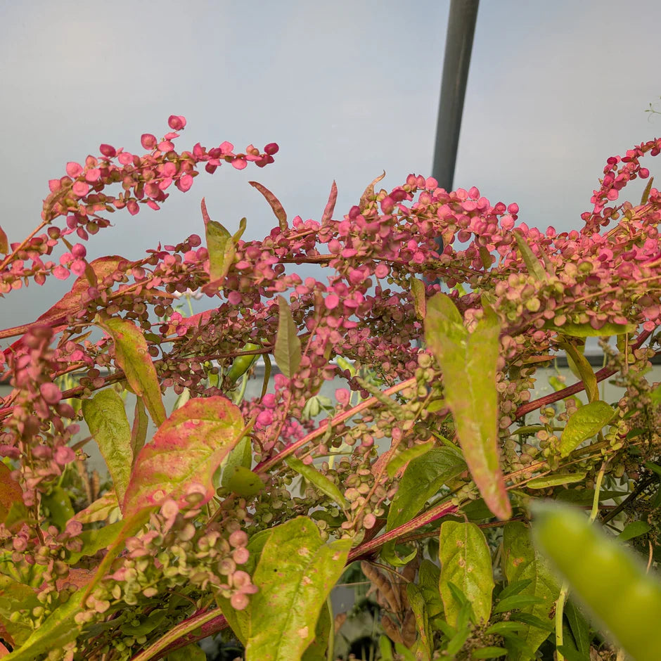 Bright pink and green plant with round pink seed heads that look like flowers