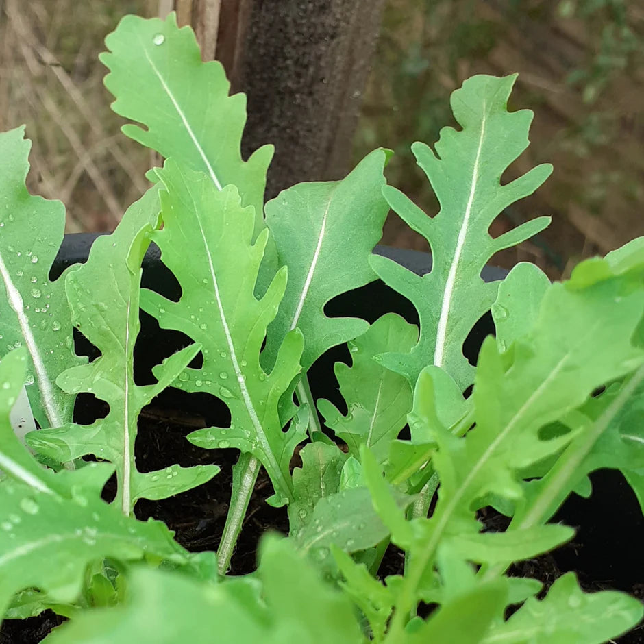 Close-up of green leafy plants with water droplets on leaves.