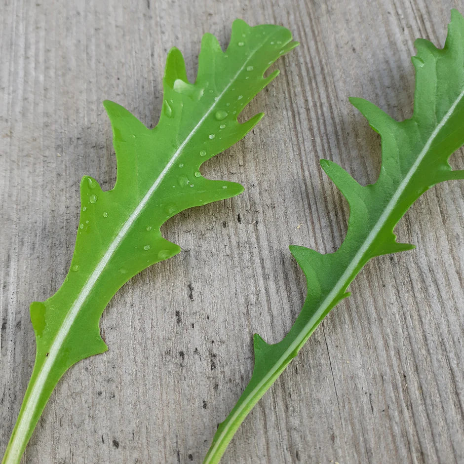 Close-up of green leafy vegetable on a wooden surface