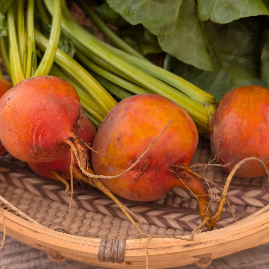 Orange beetroots with green tops in a woven basket
