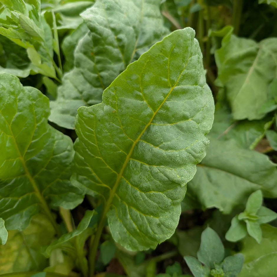 Close-up of green leafy plant with visible veins