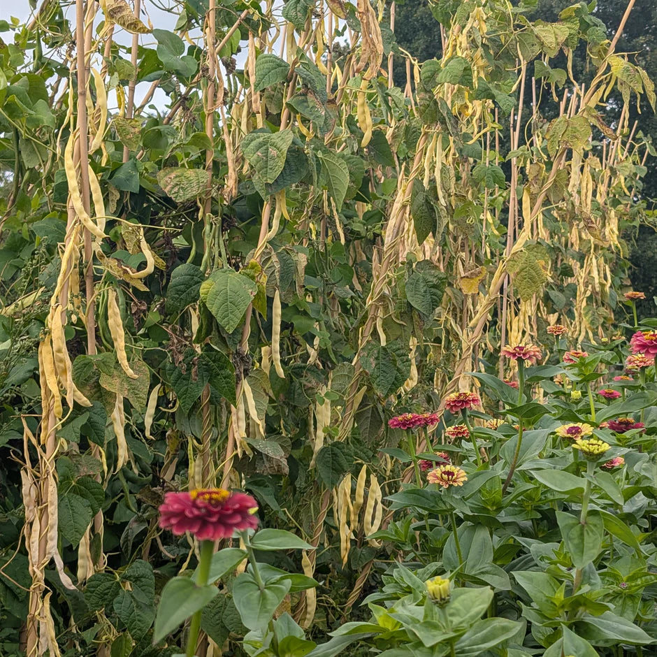 Row of climbing yellow colour french beans
