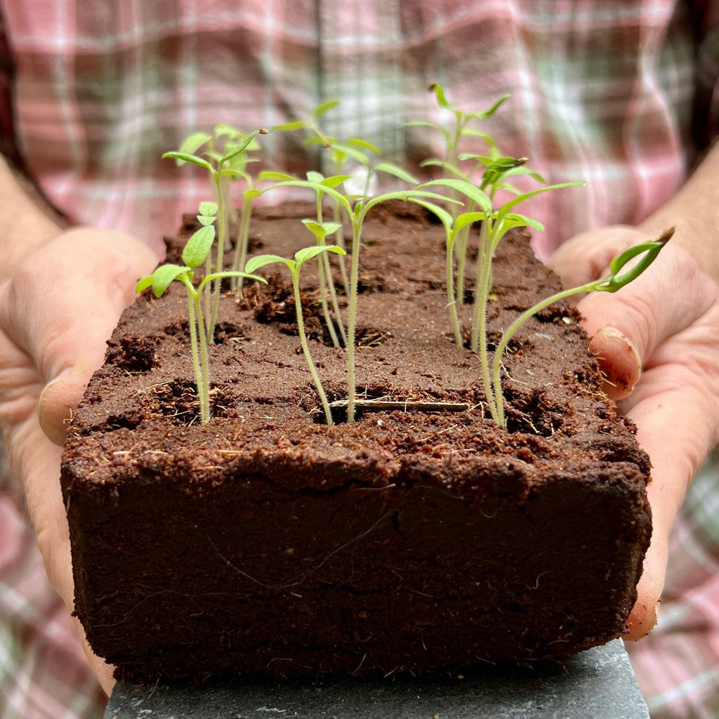 The Wild Strawberry Growbar