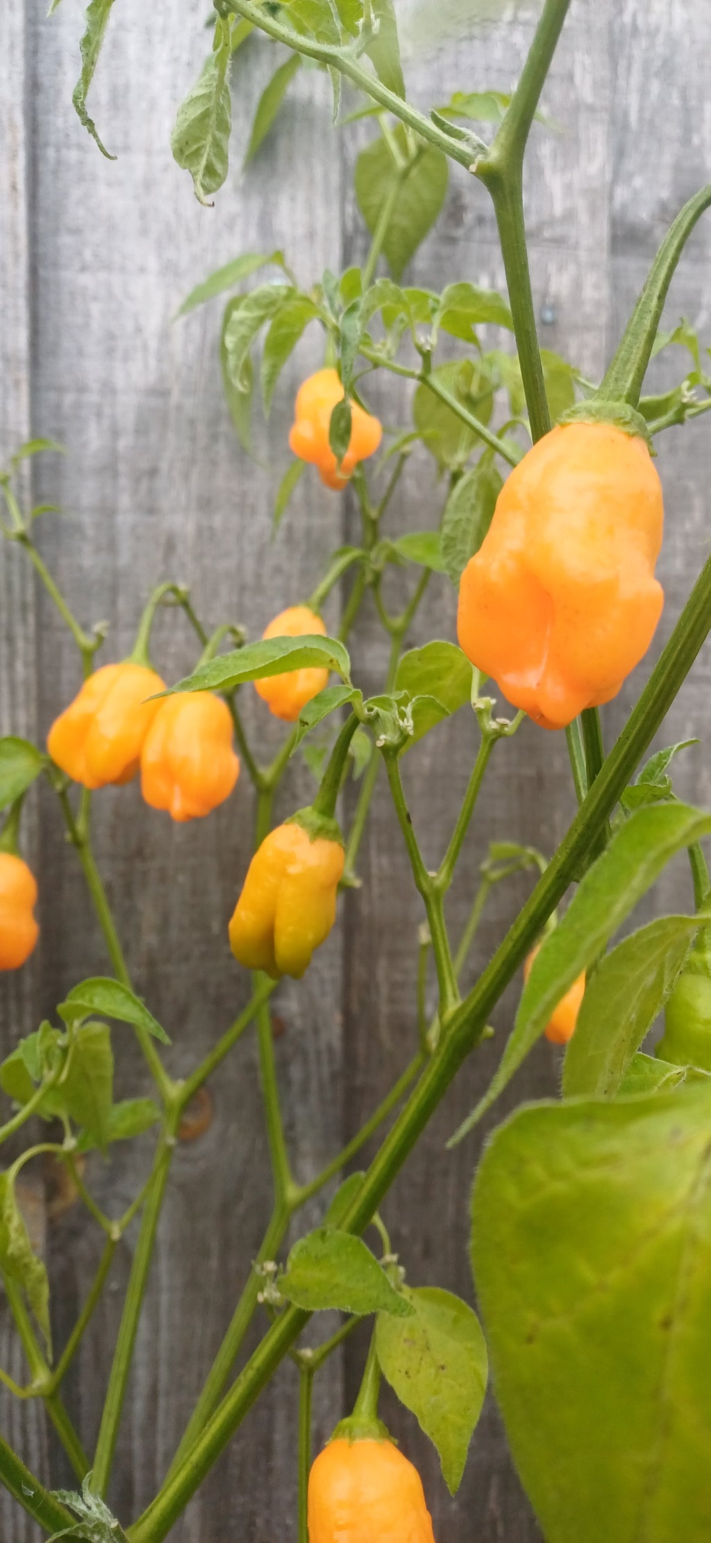 Aji Mango Chilli Pepper Seeds