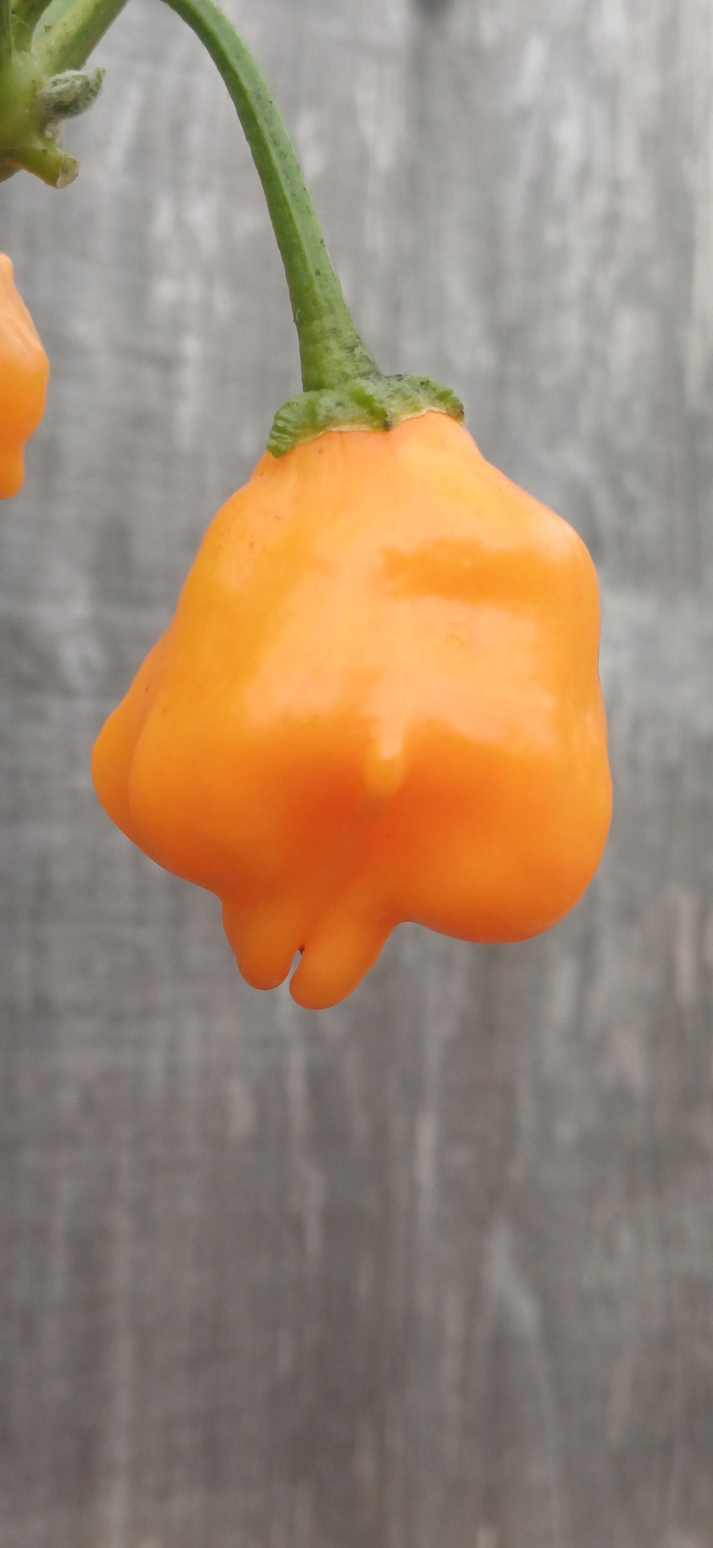Aji Mango Chilli Pepper Seeds