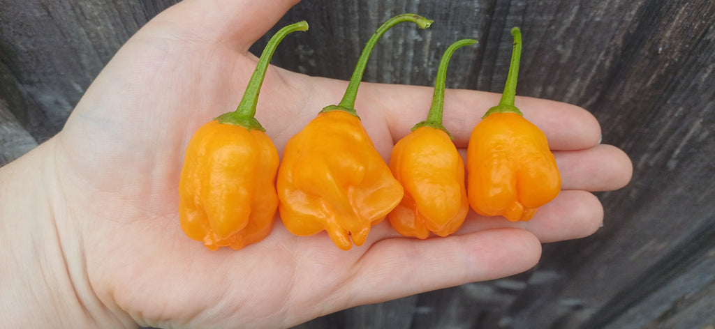 Aji Mango Chilli Pepper Seeds